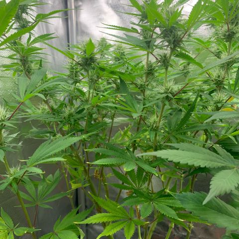 Northern Lights - Sensi Seeds #1 growlog timeline photo