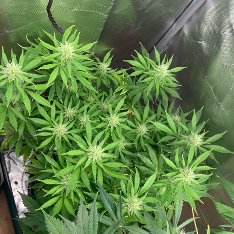 Northern Lights - Sensi Seeds #1 growlog timeline photo