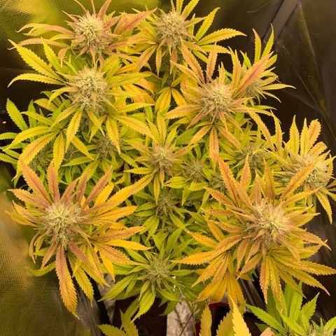 Northern Lights - Sensi Seeds #1 growlog timeline photo