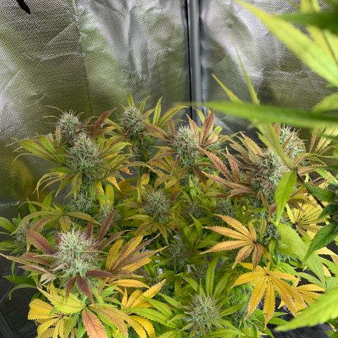 Northern Lights - Sensi Seeds #1 growlog timeline photo