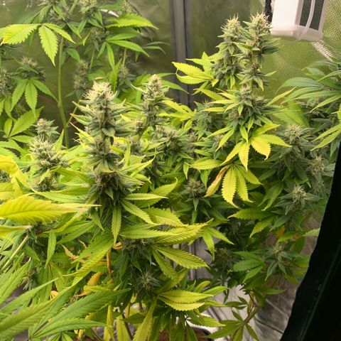 Northern Lights - Sensi Seeds #2 growlog timeline photo