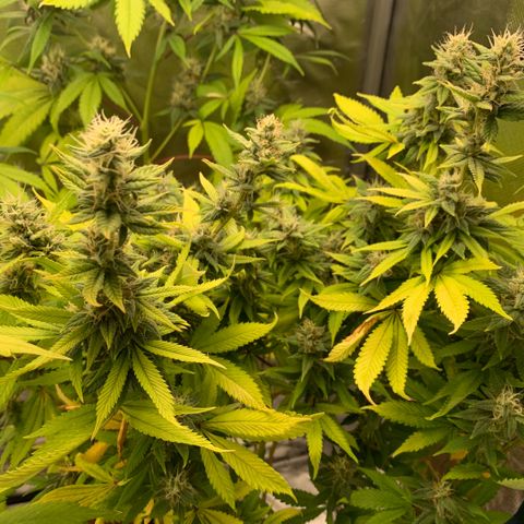Northern Lights - Sensi Seeds #2 growlog timeline photo