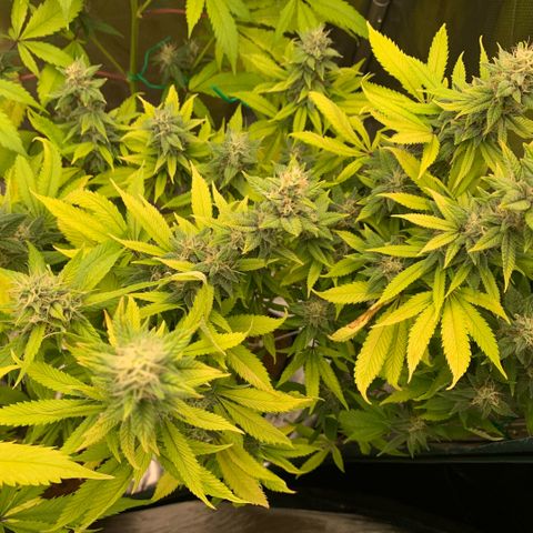 Northern Lights - Sensi Seeds #2 growlog timeline photo