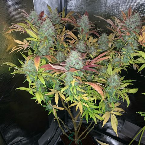 Northern Lights - Sensi Seeds #1 growlog timeline photo