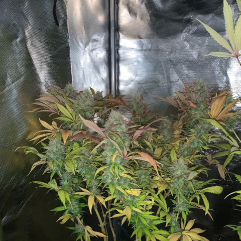 Northern Lights - Sensi Seeds #1 growlog timeline photo