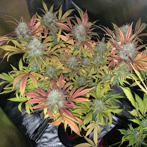 Northern Lights - Sensi Seeds #1 growlog timeline photo