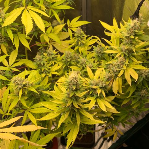 Northern Lights - Sensi Seeds #2 growlog timeline photo