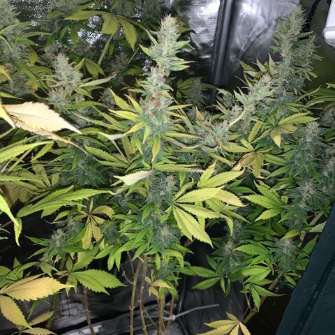 Northern Lights - Sensi Seeds #2 growlog timeline photo