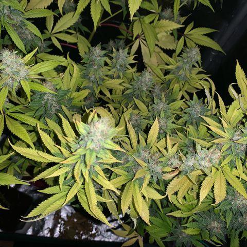 Northern Lights - Sensi Seeds #2 growlog timeline photo