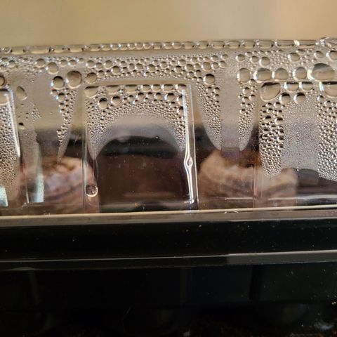 Doc Holiday growlog timeline photo