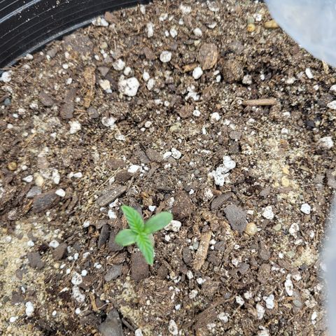 Doc Holiday growlog timeline photo