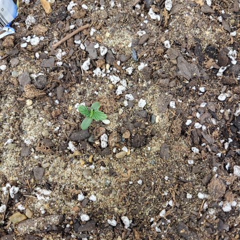 Doc Holiday growlog timeline photo