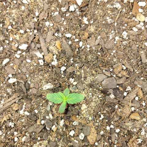 Doc Holiday growlog photo: Water