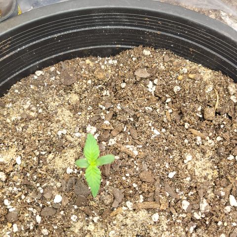 Doc Holiday growlog photo: Water