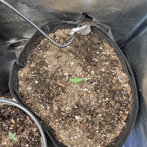 Doc Holiday growlog timeline photo