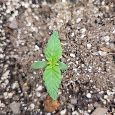 Doc Holiday growlog timeline photo