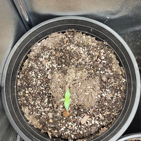 Doc Holiday growlog timeline photo