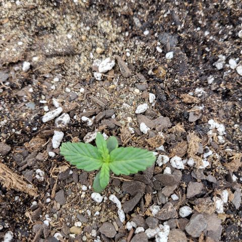 Doc Holiday growlog timeline photo