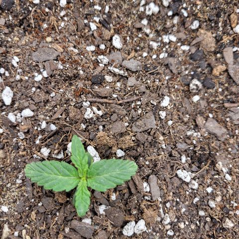 Doc Holiday growlog photo: Is three hundred eighty ppfdand 18 dli Is too much for fourteen day old 🌱. About 20" away at 50%. Lowered it to eighteen inches and cut it down to twenty five percent