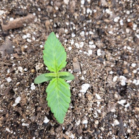 Doc Holiday growlog photo: Is three hundred eighty ppfdand 18 dli Is too much for fourteen day old 🌱. About 20" away at 50%. Lowered it to eighteen inches and cut it down to twenty five percent