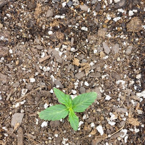 Doc Holiday growlog timeline photo