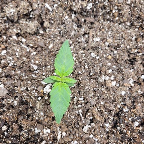Doc Holiday growlog timeline photo
