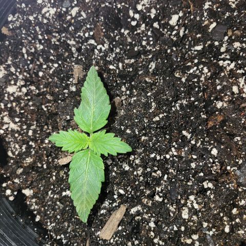 Doc Holiday growlog timeline photo