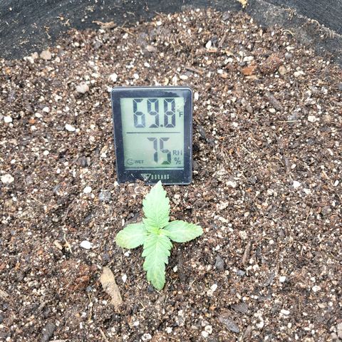 Doc Holiday growlog photo: Did nothing