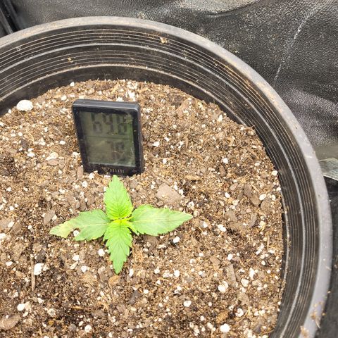 Doc Holiday growlog timeline photo
