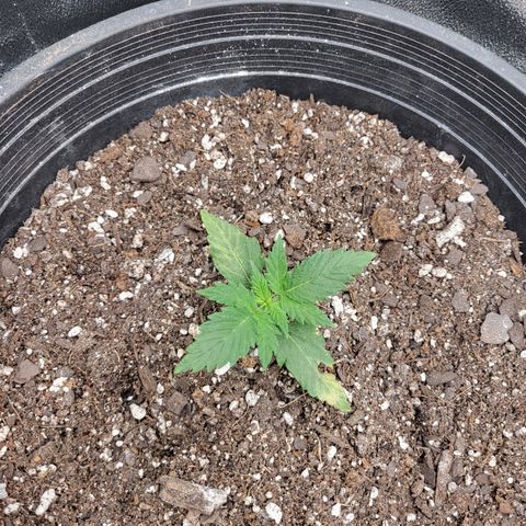 Doc Holiday growlog timeline photo