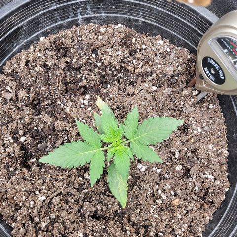 Doc Holiday growlog timeline photo