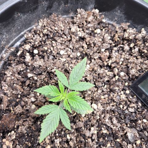 Doc Holiday growlog photo: 1 teaspoon
