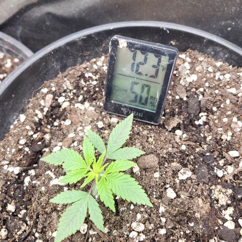 Doc Holiday growlog timeline photo