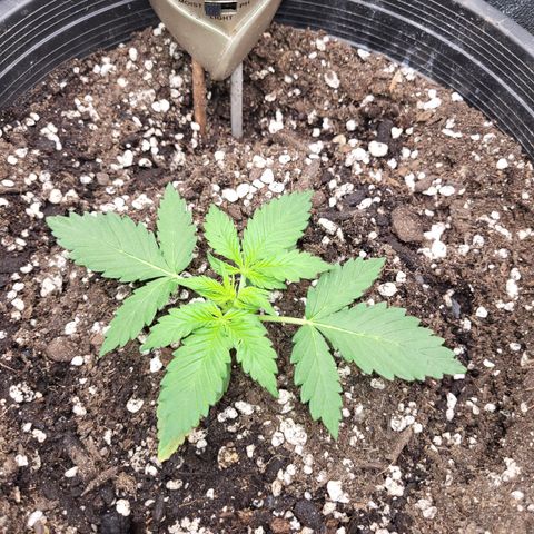 Doc Holiday growlog timeline photo