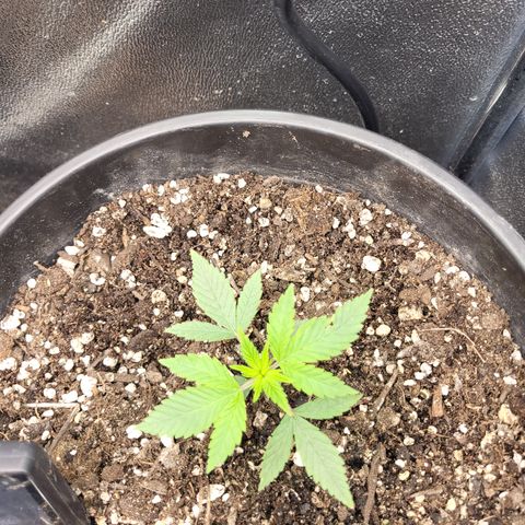 Doc Holiday growlog timeline photo
