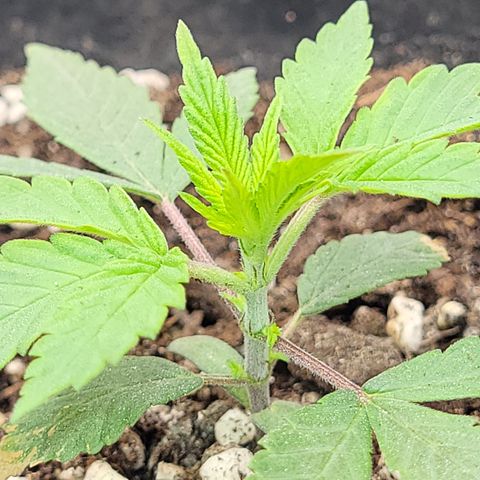 Doc Holiday growlog timeline photo