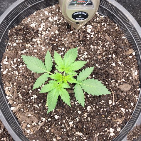 Doc Holiday growlog timeline photo