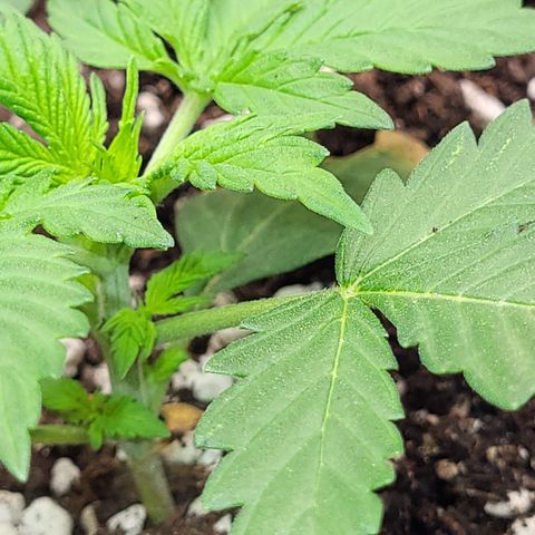 Doc Holiday growlog timeline photo