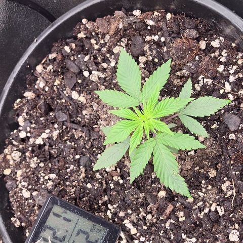Doc Holiday growlog photo: 21 days