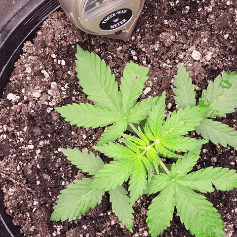 Doc Holiday growlog photo: 21 days