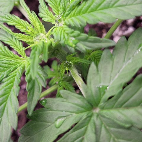 Doc Holiday growlog timeline photo