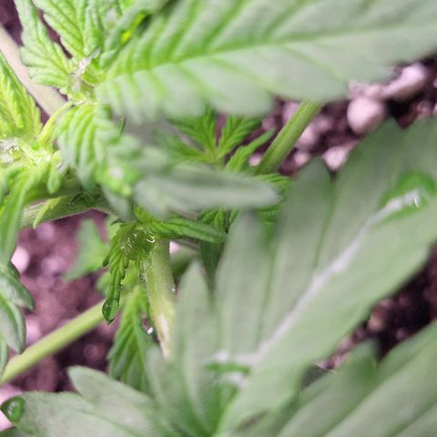 Doc Holiday growlog timeline photo