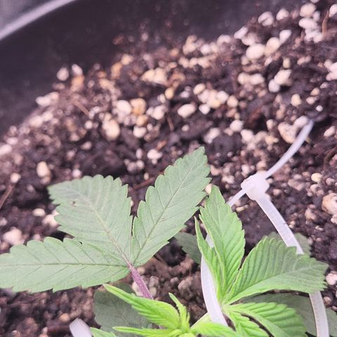 Doc Holiday growlog timeline photo