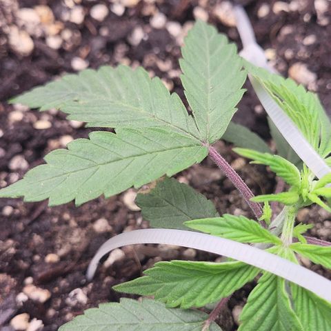 Doc Holiday growlog timeline photo