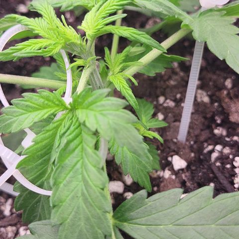 Doc Holiday growlog timeline photo