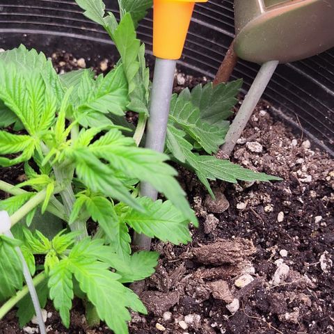 Doc Holiday growlog timeline photo