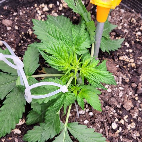 Doc Holiday growlog timeline photo
