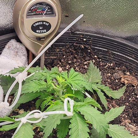 Doc Holiday growlog timeline photo