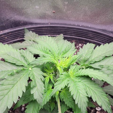 Doc Holiday growlog timeline photo