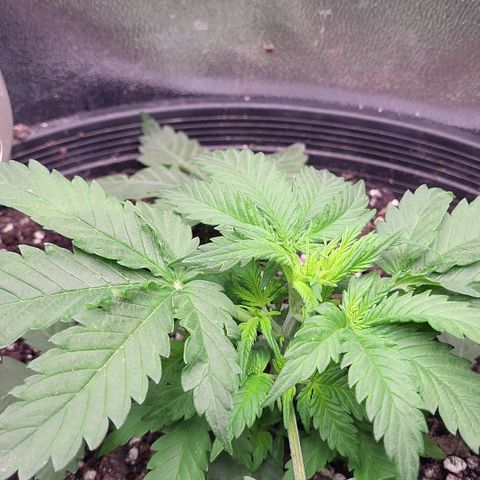 Doc Holiday growlog timeline photo